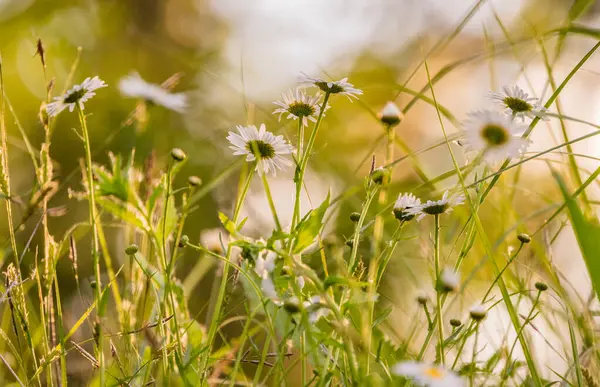 Açan Leucanthemum vulgare çiçeği rüzgarda sallanıyor