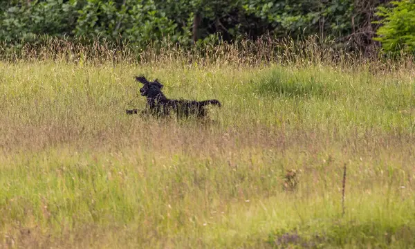 Boykin Spaniel doğadaki köpek.