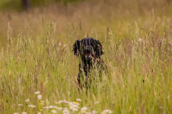 Boykin Spaniel doğadaki köpek.
