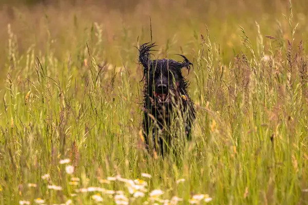 Boykin Spaniel doğadaki köpek.