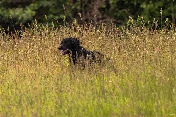 Boykin Spaniel doğadaki köpek.