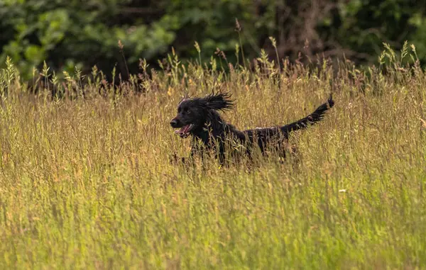 Boykin Spaniel doğadaki köpek.