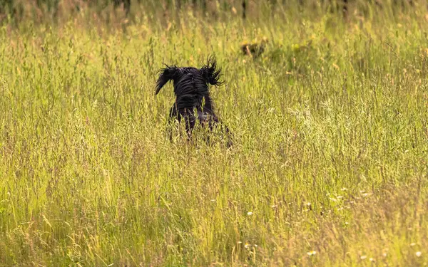 Boykin Spaniel doğadaki köpek.