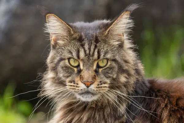 Mermer bir Rakun 'un Portresi