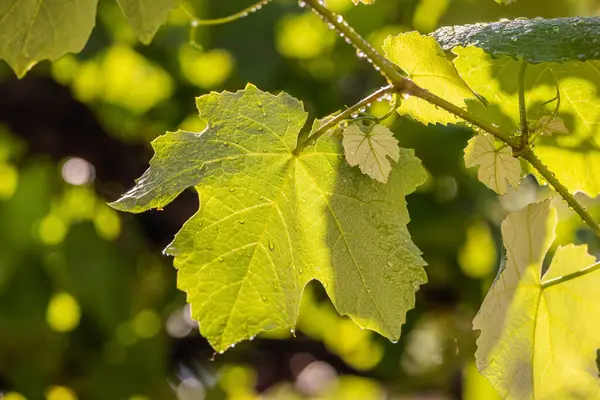 Yağmurdan sonra taze üzüm yaprakları