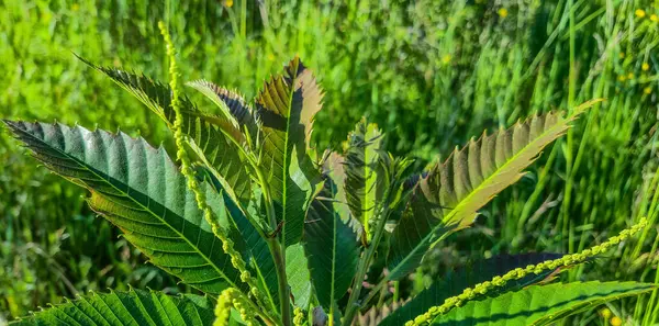 Dağ ormanındaki Castanea sativa ağacı