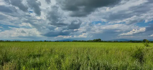 Triticum aestivum mahsullü alan
