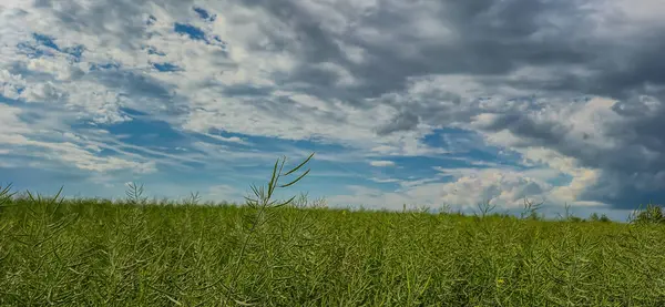 Triticum aestivum mahsullü alan