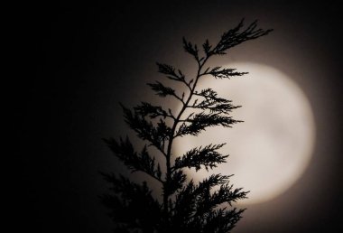 Dolunay dalların arasında beliriyor.