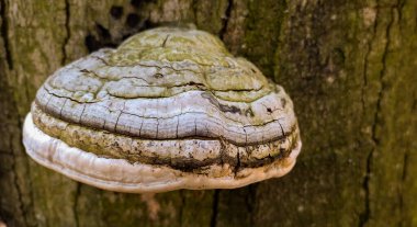 Chaga mantarı ağaçta yetişiyor.