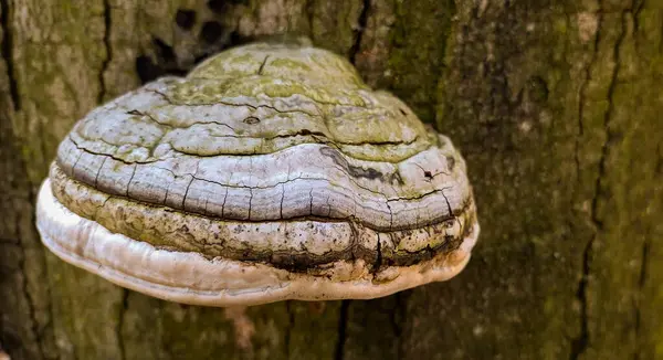 Chaga mantarı ağaçta yetişiyor.