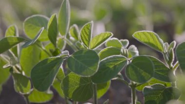Gün batımında soya fasulyesi hasadı