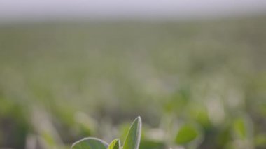 Gün batımında soya fasulyesi hasadı