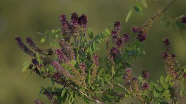 Amorpha Fruticosa günbatımında rüzgarda