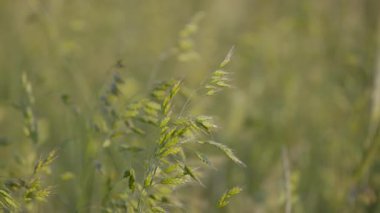 Yulaf ezmesi tarlada sativa