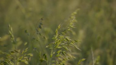 Yulaf ezmesi tarlada sativa