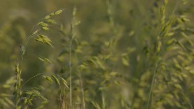 Yulaf ezmesi tarlada sativa