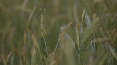 Tarlada çavdar kulağı