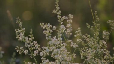 Yaz günbatımında Galyum Mollugo