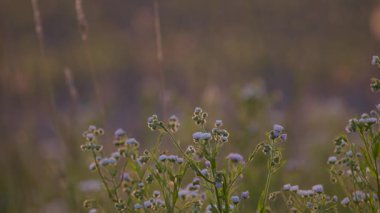 Günbatımında Phalacroloma yıllık çiçeği