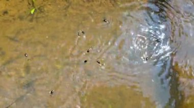 Gyrinus, dağ ormanındaki bir su birikintisinde böceklere dönüşür.