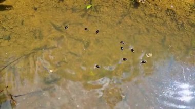 Gyrinus, dağ ormanındaki bir su birikintisinde böceklere dönüşür.