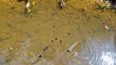 Gyrinus, dağ ormanındaki bir su birikintisinde böceklere dönüşür.