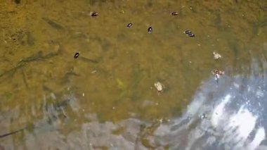 Gyrinus, dağ ormanındaki bir su birikintisinde böceklere dönüşür.