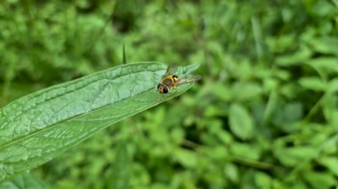 Yazın doğal koşullarda uçan kelebek