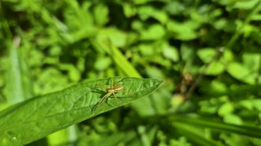 Yazın doğal şartlarda Dolomedes fimbriatus örümceği