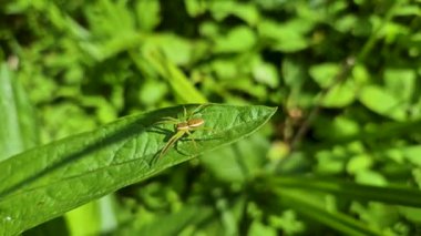 Yazın doğal şartlarda Dolomedes fimbriatus örümceği