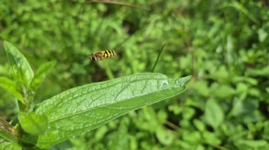 Yazın doğal koşullarda uçan kelebek