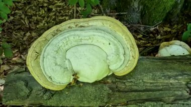 Chaga mantarı bir ağaçta parazit yapıyor.