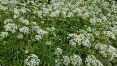Aegopodyum podagrria bitkisindeki Cetonia aurata böceği