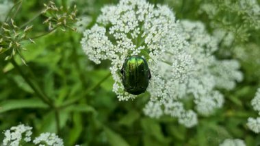 Aegopodyum podagrria bitkisindeki Cetonia aurata böceği