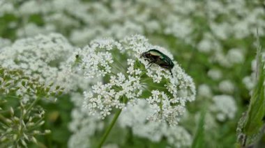 Aegopodyum podagrria bitkisindeki Cetonia aurata böceği
