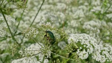 Aegopodyum podagrria bitkisindeki Cetonia aurata böceği