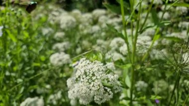 Aegopodyum podagrria bitkisindeki Cetonia aurata böceği