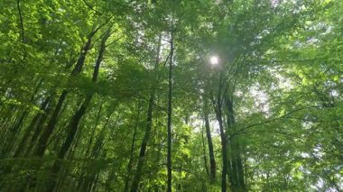 Dağ kayın ormanlarının yaz manzarası