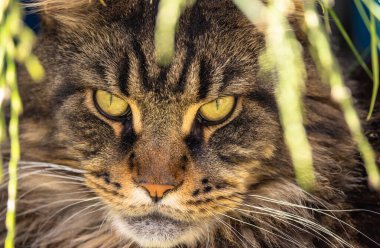 Mermer renkli bir rakunun pusuya düşürülmüş portresi.