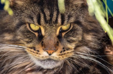 Mermer renkli bir rakunun pusuya düşürülmüş portresi.