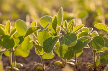 Gün batımında soya fasulyesi hasadı