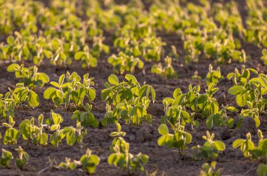 Gün batımında soya fasulyesi hasadı