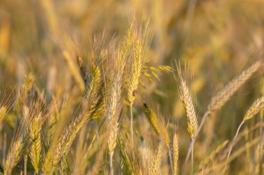 Tarlada çavdar kulağı