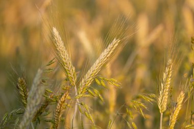 Tarlada çavdar kulağı