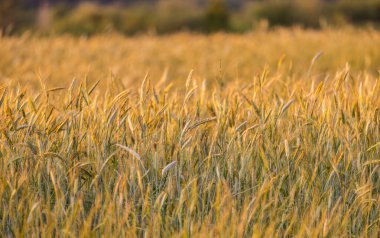 Tarlada çavdar kulağı