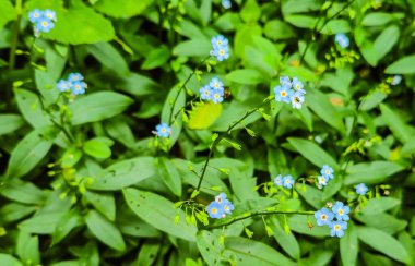 Açan pembe ve mavi orman unutma beni Myosotis Sylvatica
