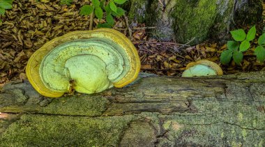 Chaga mantarı bir ağaçta parazit yapıyor.