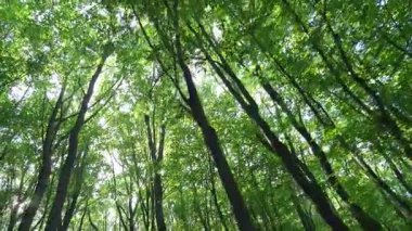 Çiftleşme mevsiminde yaz gölündeki yusufçuk davranışları.