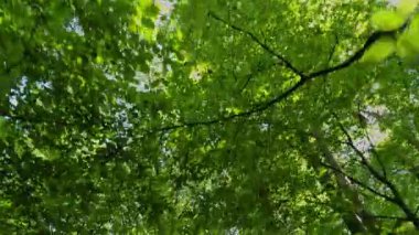 Dağ kayın ormanlarının yaz manzarası